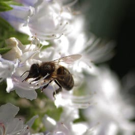 Gloria Ayala Barrera, abeille en libation à Agaete, Blume und Biene im Norden Gran Canaria, lovely bee on a white flower in the Canaries