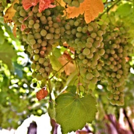 Guillem Ferran, vigne au nord-ouest de Grande Canarie, Rebstock im Tal von Agaete, grapevine in the Canaries