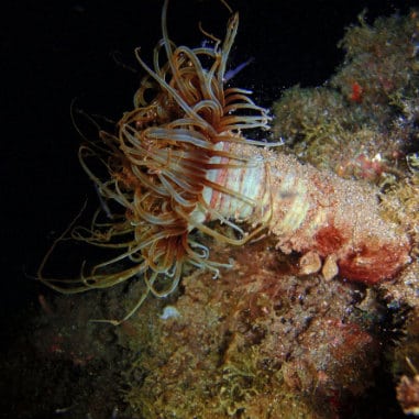 Javi Bonilla, Anemone Meeresboden Sardina, anémone plongée îles Canaries, buceo Agaete, diving in Gran Canaria, https://www.buceoagaete.com/