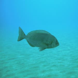 Jorge Pastor Caballero, Fonds sous-marin Sardina, buceo Agaete, diving in the Canaries, Tauchen in Gran Canaria, https://www.buceoagaete.com/