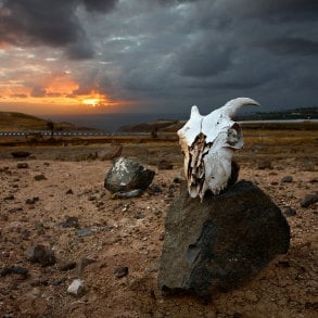 El Juncal, por Juan Francisco Marrero, Bockschädel in Agaete, goat skull in Northwest of Gran Canaria, crâne de bouc aux îles Canaries