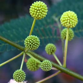 ADN in Agaete by Manuel M. Almeida, flore à Grande Canarie, Flora im Norden Gran Canaria