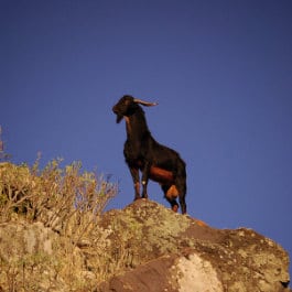 Un bouc de Grande Canarie, par Yeray, Geißbock in Agaete, lonely goat in Gran Canaria