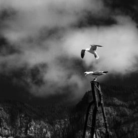 Andrea Moretti, seagulls and the Tamadaba, Möwen in Agaete, mouettes de Canaries