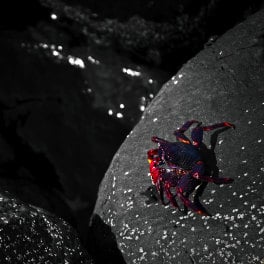 Cangrejo rojo de Adrián, red crab in Agaete, rote Krabe auf den Kanaren, crabe rouge des îles Canaries