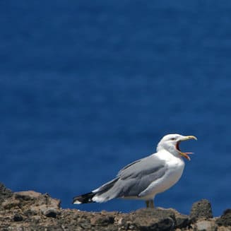 Gaviota graznando, por Jesús de Blas, le raillement du goéland à Agaete, seegull calling the others in Northwest of Gran Canaria