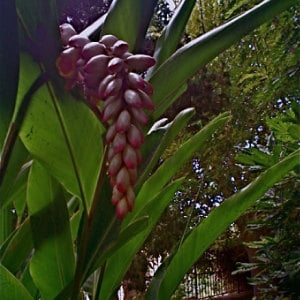 Marcel, tropische Pflanzen in El Huerto de las Flores, a tour around the tropical garden at Agaete, Jardin de fleurs au Nord de Grande Canarie, http://www.agaete.es/