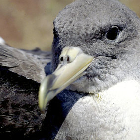 Cory's shearwater in Agaete, by José Verdugo, pardela cenicienta en el noroeste de Gran Canaria, puffin cendré des Canaries, Gelbschnabelsturmtaucher in Gran Canaria