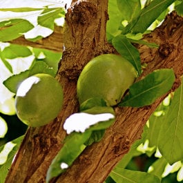 Rafael Hilario Quevedo Guillén, Crescentia cujete in El Huerto de las Flores of Agaete, Gran Canaria, árbol de la tutuma en las islas Canarias, http://www.agaete.es/