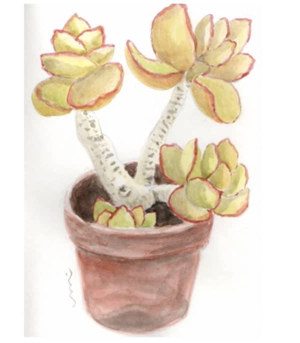 Kaktusblumentopf in der Finca El Patio, maceta de la casa rural El Patio de Agaete, pot avec cactus peint en Grande Canarie, watercolor painting in house for renting in Gran Canaria