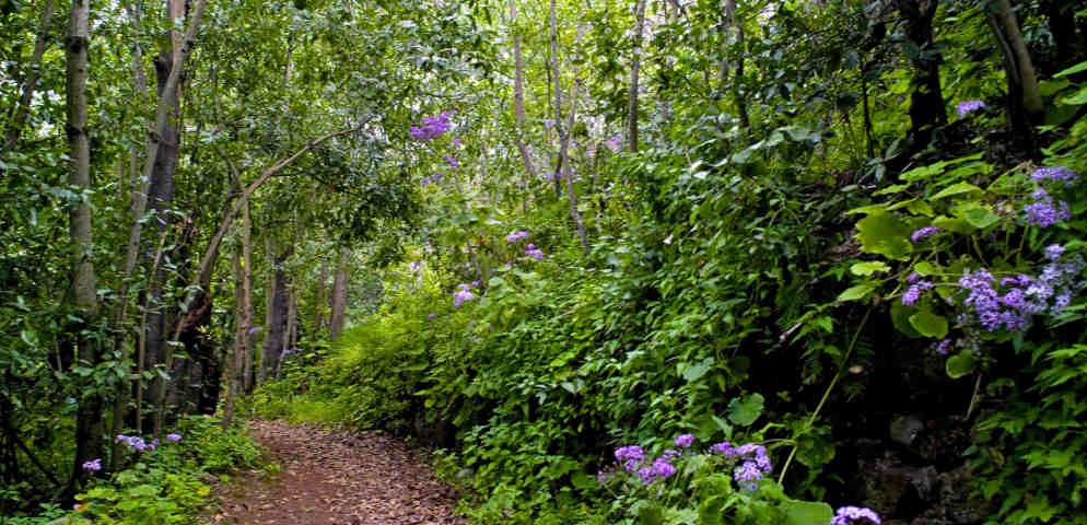 Laurisylve de Moya, végétation typique des Canaries, laurel forest in Gran Canaria, Lorbeerwald im Norden von Gran Canaria