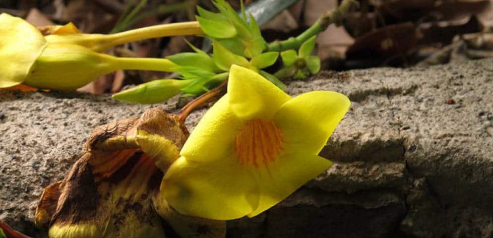 Fleur à El Huerto de las flores, Agaete, exotische Blume, yellow flower, flor en el Huerto de las flores de Agaete, http://www.agaete.es/