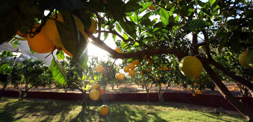 Orangier de la Vallée d'Agaete, orange tree in the Agaete Valley, Orangenbaum in Agaete, Gran Canaria, naranjo de las islas canarias